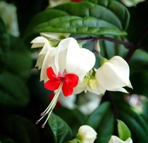 龙吐珠花怎么栽培