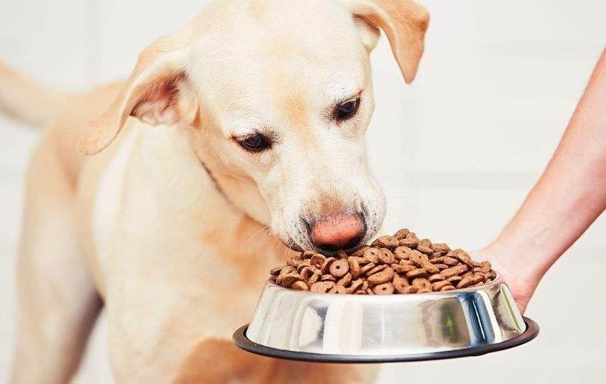我们家狗吃东西吃不饱怎么办