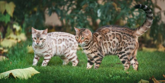 孟加拉豹猫如何训练