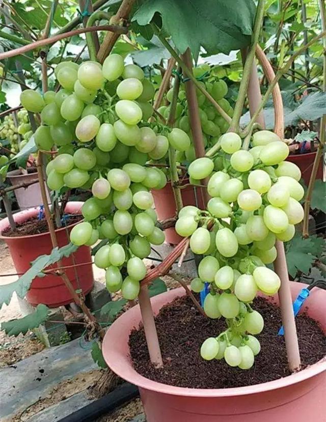 南方阳台葡萄栽培技术