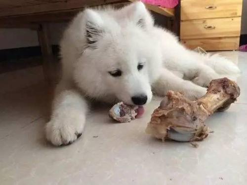 萨摩耶生产后不吃东西怎么回事