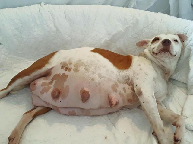 狗怀孕不吃东西怎么办
