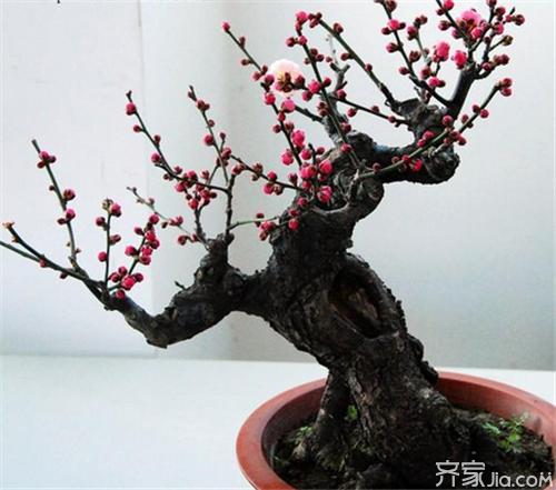 红梅盆栽栽培技术