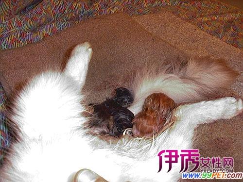 猫分娩应该注意什么东西