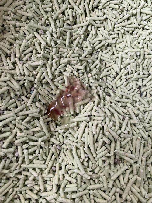 猫拉血不吃东西怎么办