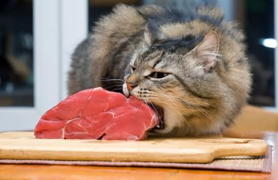 怎么让小猫不乱吃东西