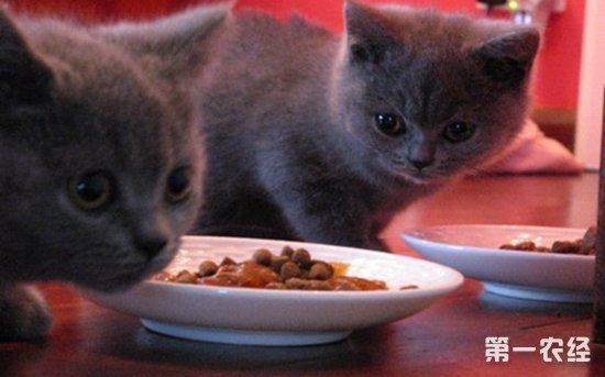 猫怀孕喂什么东西吗