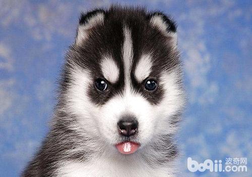 哈士奇幼犬能吃东西怎么办