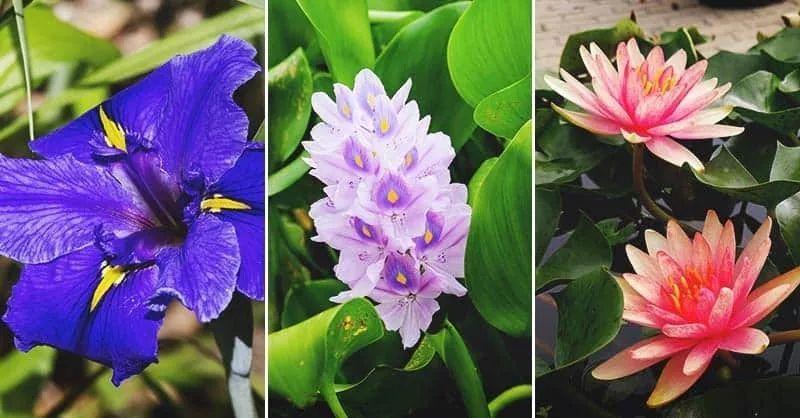 水生花卉的栽培要点