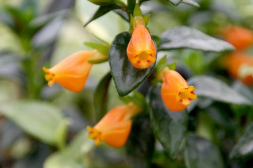 小叶金鱼花栽培方法