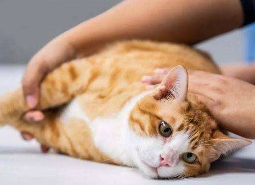 猫闹猫精神不好不吃东西