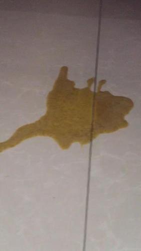 猫吐黄水不爱吃东西怎么办
