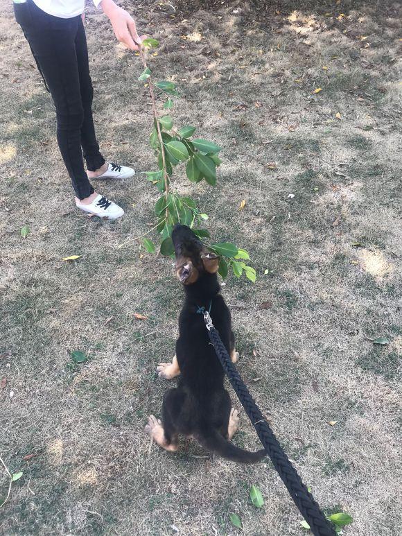 训练狗捡树枝