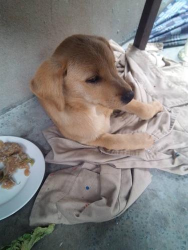 三个月幼犬不吃东西