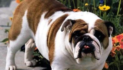 斗牛犬怀孕不吃东西怎么办