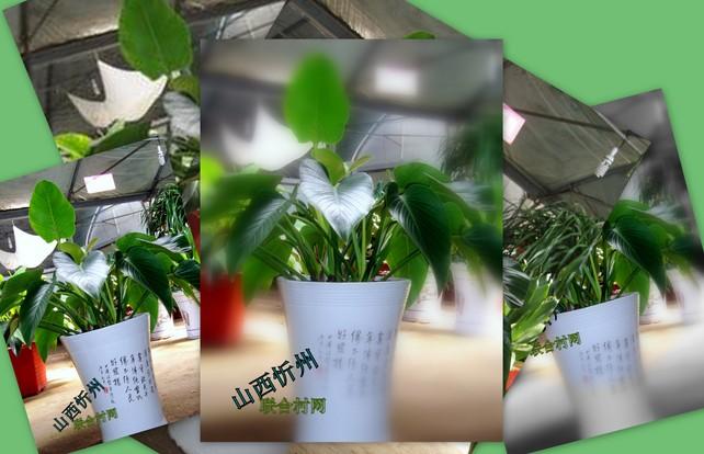 绿宝石花草栽培