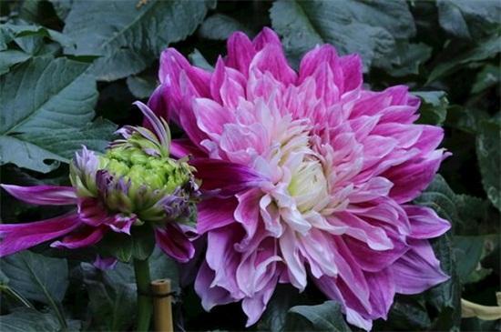 北方大丽花的养殖方法
