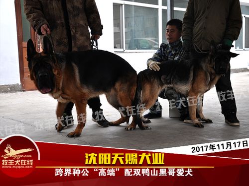 沈阳犬训练班