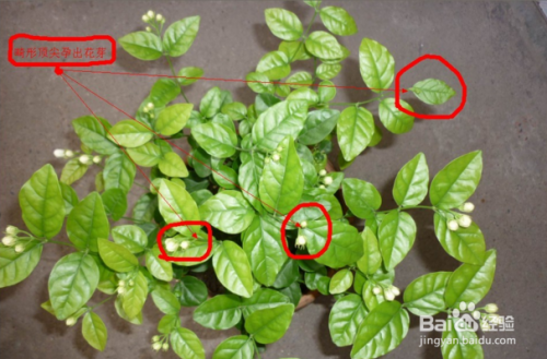 大叶茉莉养殖方法