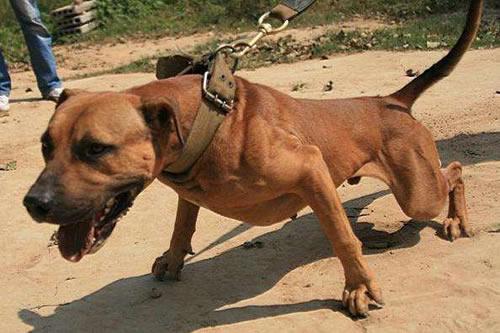 比特犬体力训练