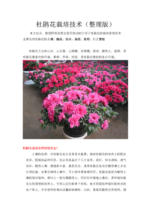 杜娟花栽培技术