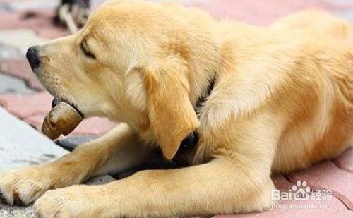 金毛幼犬一直咬东西怎么办