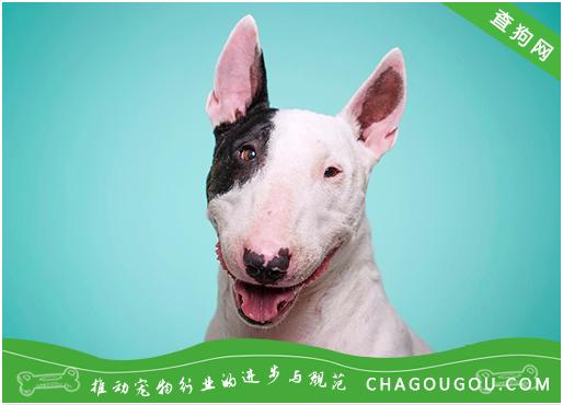 牛头梗训练网友