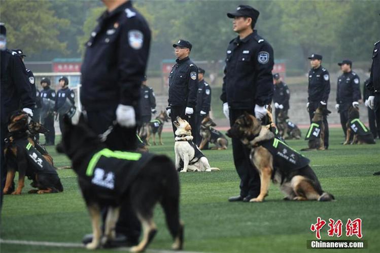 重庆狗狗训练学校