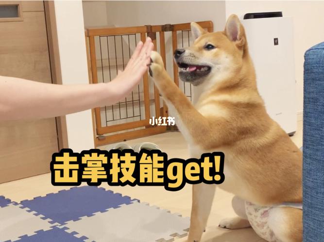 训练狗狗击掌