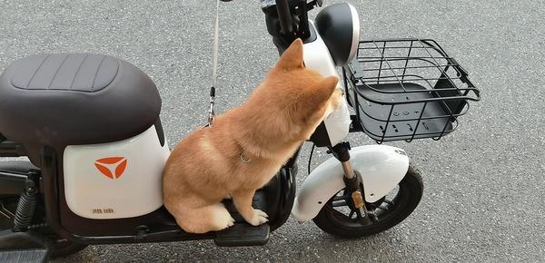 训练狗狗做电动车