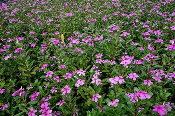 长春花栽培技术
