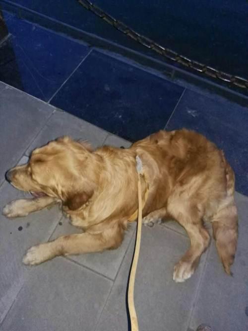 怎么训练金毛犬装死