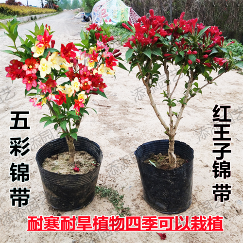 锦带花的盆景欣赏及栽培管理
