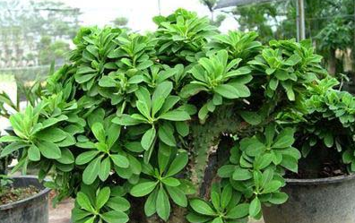 植物麒麟掌的养殖方法