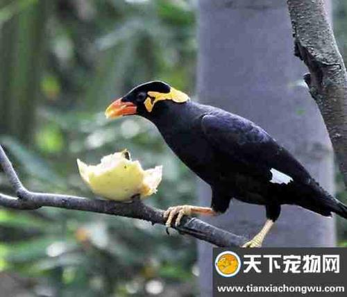 怎么训练八哥吃食