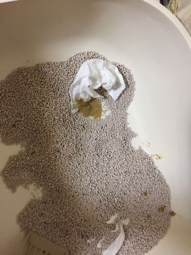 猫咪不吃东西 拉肚子怎么办