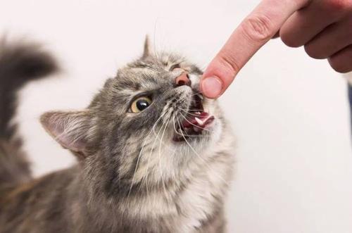 小猫咬东西怎么办