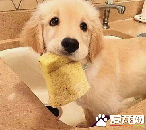小狗不来吃东西怎么办