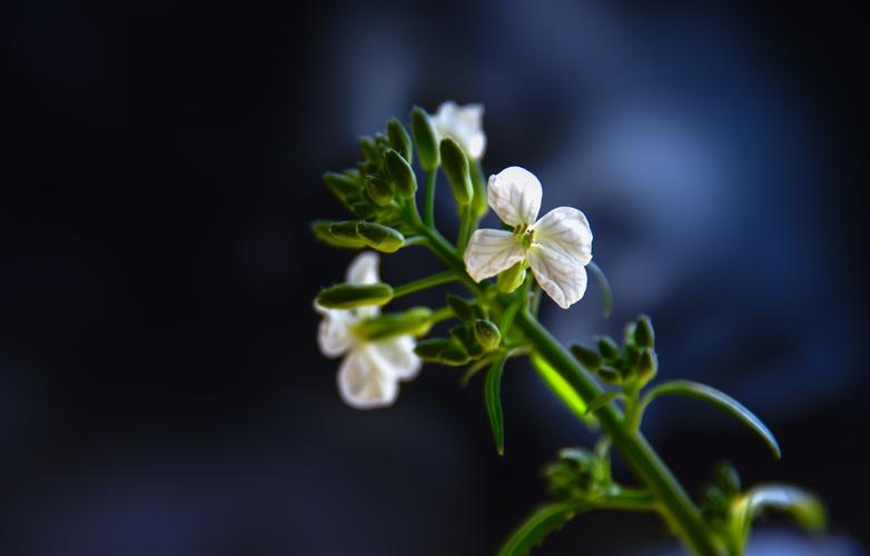 萝卜花栽培