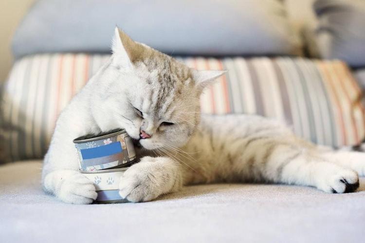 猫能吃的东西有哪些图片大全