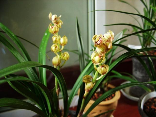 建兰花的养殖方法