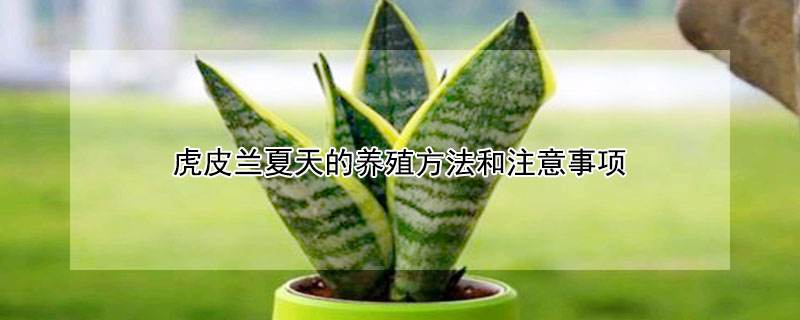 夏季盆栽注意事项