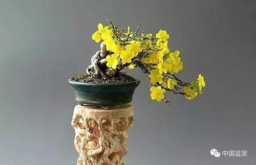 迎春花栽培技术方法和欣赏