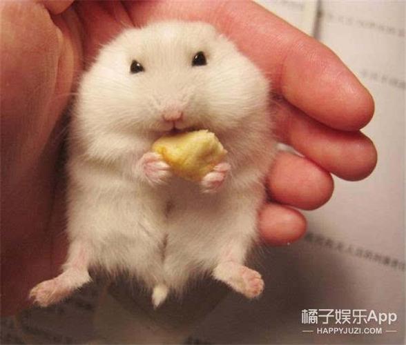 仓鼠没精神很少吃东西