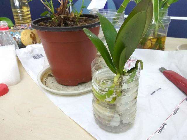 水培蝴蝶兰种植方法