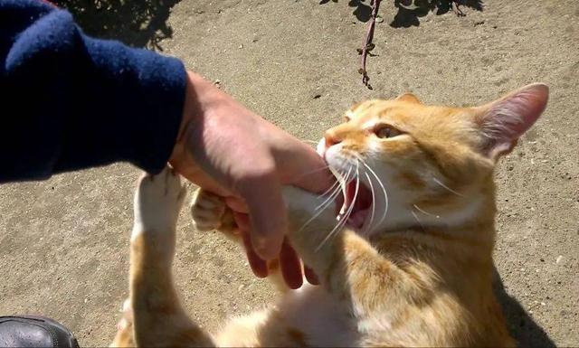 猫喜欢撕咬东西怎么办