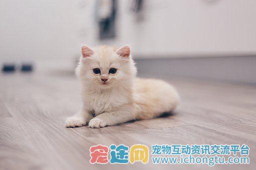 小猫要怎么训练才听话