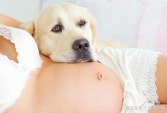 孕妇养狗狗孕妇查什么东西