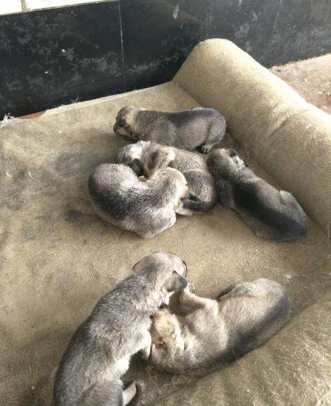 3个月的狼青拉稀不吃东西怎么办