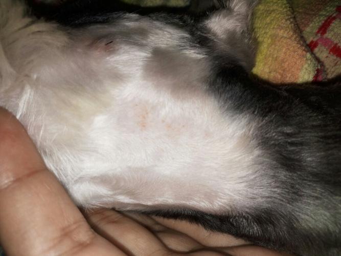 狗狗吃东西过敏了怎么办